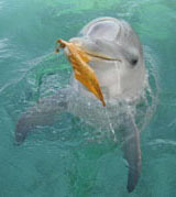 dolphin with leaf