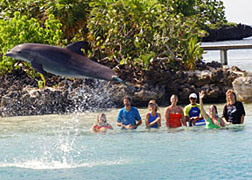Dolphin Training Session