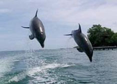 dolphins jumping