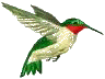 hummingbird