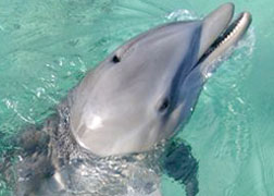 Riding the Dolphins