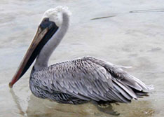 pelican