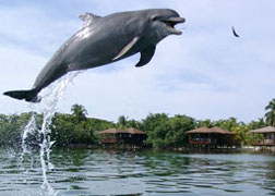 Dolphins Surfacing