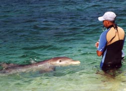 Dolphin with Trainer